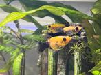 3 Poecillia Sphenops - Molly visjes, Vis, Zoetwatervis