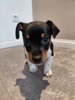Zuivere Jack Russel pup teefje, Jack Russell Terriër, Teef, Eén hond, Nederland