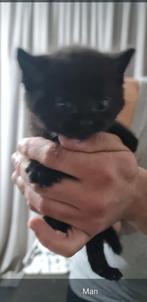 Lieve kittens op zoek naar een warm huisje! *Ik heb nog 1 .., Dieren en Toebehoren, Katten en Kittens | Raskatten | Korthaar