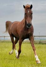 E-pony ruin (weidemaatje of licht recreatief), Dieren en Toebehoren, Ruin, Recreatiepaard, 11 jaar of ouder