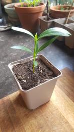Jonge Roze Nerium Oleander, Tuin en Terras, Planten | Bomen, Overige soorten, Volle zon, Ophalen of Verzenden