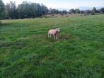 Dekram., Dieren en Toebehoren, Schapen, Geiten en Varkens, Mannelijk, Schaap, 0 tot 2 jaar