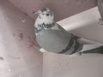 postduiven, Dieren en Toebehoren, Vogels | Duiven, Vrouwelijk, Postduif