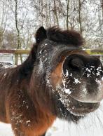 Paardenvriend(in) gezocht (verzorger, gratis), Ophalen
