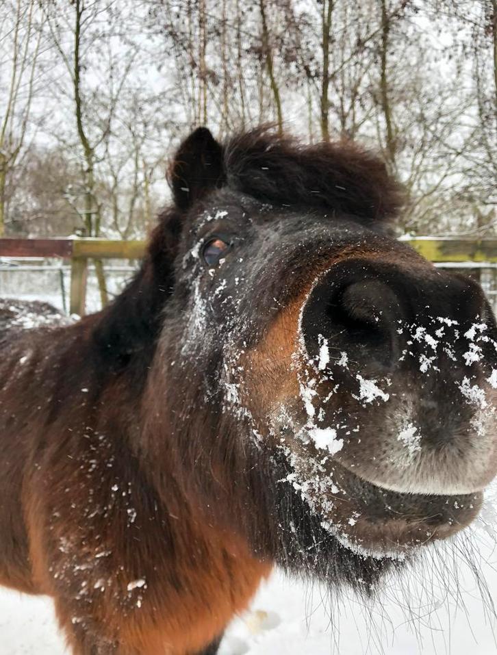 Paardenvriend(in) gezocht (verzorger, gratis), Dieren en Toebehoren, Paarden en Pony's | Overige Paardenspullen, Ophalen