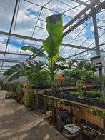Bananenboom winterhard Musa, Tuin en Terras, Planten | Bomen, Ophalen, Volle zon, Overige soorten