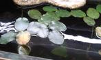 Hydrocleys nymphoide (Zuid-Amerikaanse waterlelie), Dieren en Toebehoren, Vissen | Aquaria en Toebehoren, Nieuw, Plant(en), Steen of Hout