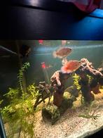 Oscars pauwoog tekoop, Vis