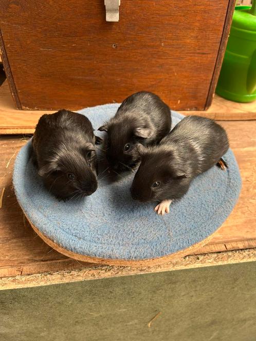 Cavia’s beertjes + zeugjes, Dieren en Toebehoren, Knaagdieren, Meerdere dieren, Cavia, Februari, Tam
