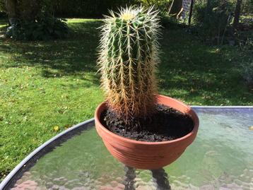 Schoonmoederszetel cactus in pot. beschikbaar voor biedingen