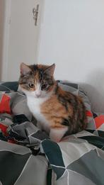 Lieve kat te koop, Dieren en Toebehoren, Katten en Kittens | Overige Katten, Kater