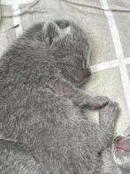 Te koop 5 blauwe rus kittens met stamboom, Dieren en Toebehoren, Katten en Kittens | Raskatten | Korthaar, Meerdere dieren, Met stamboom