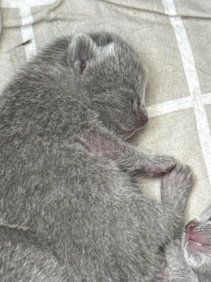 Te koop 5 blauwe rus kittens met stamboom, Dieren en Toebehoren, Katten en Kittens | Raskatten | Korthaar, Meerdere dieren, Met stamboom