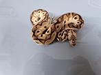 Diverse koningspythons ballpython python regius ballpython, Dieren en Toebehoren, Schildpad, 0 tot 2 jaar
