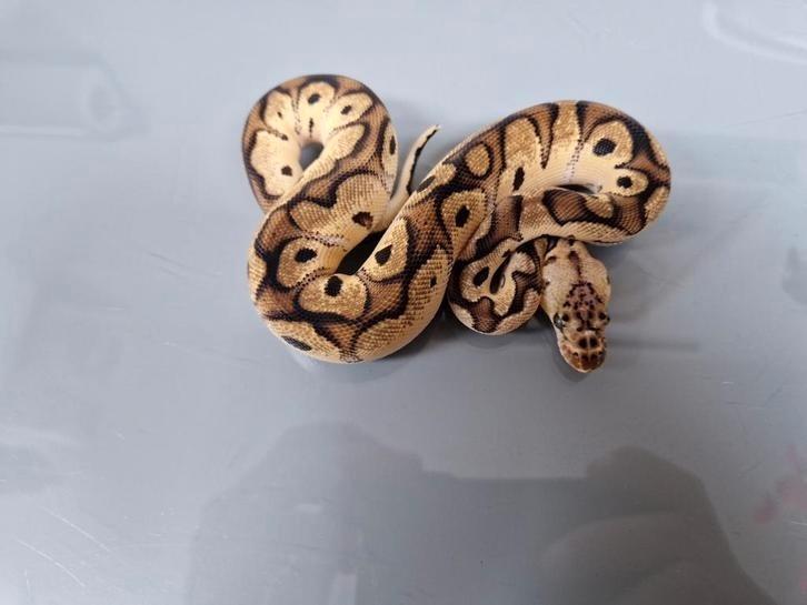 Diverse koningspythons ballpython python regius ballpython