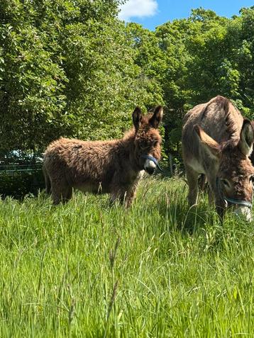 ezel hengst veulen, blijft klein beschikbaar voor biedingen