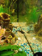 3 Mini haaien te koop, Dieren en Toebehoren, Vissen | Aquariumvissen