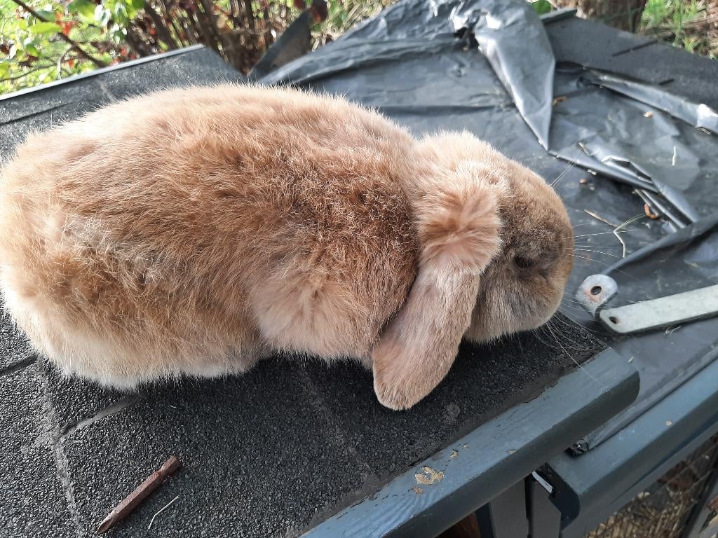 holandse flap oortje konijn, Dieren en Toebehoren, Konijnen, Mannelijk, Middelgroot, Hangoor, 0 tot 2 jaar