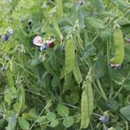 Uit de biologische moestuin: Peultjes, zaden, Ophalen of Verzenden, Voorjaar, Volle zon, Zaad