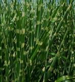 Tijgergras siergras / tuinplant, Ophalen, Siergrassen, Volle zon