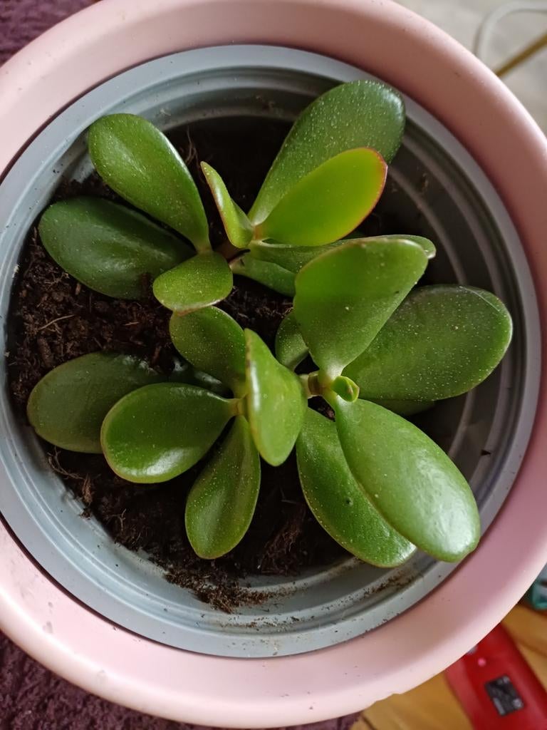 Crassula ovatie vetplant met pot, Ophalen, Halfschaduw, Minder dan 100 cm