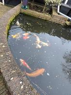 Koi karpers (9 stuks), Dieren en Toebehoren, Vissen | Vijvervissen, Karper of Koi
