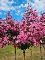 Lagerstroemia Rapsody in Pink / hoogstam / vol bloemen ‼️‼️, Zomer, 400 cm of meer, Ophalen, Volle zon