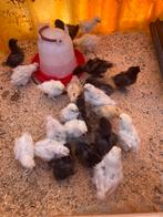 30 zijdehoen kuikens U.S.A €7 per stuk, Dieren en Toebehoren, Geslacht onbekend, Kip