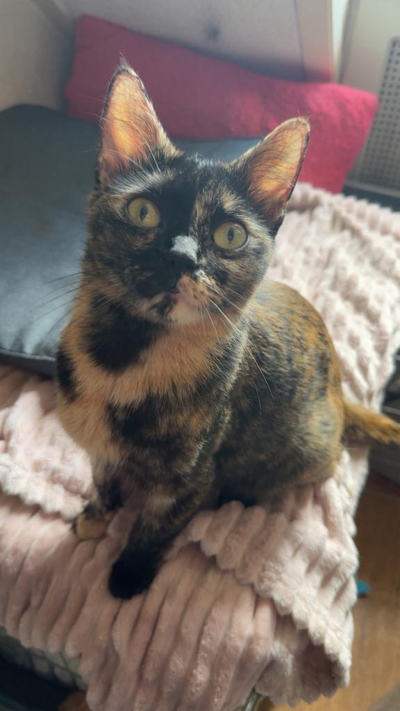 Gouden mandje gezocht, Poes