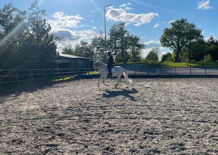 PRE Paard, Dieren en Toebehoren, Paarden, Ruin, L, 165 tot 170 cm, 7 tot 10 jaar, Dressuurpaard, Met stamboom, Gechipt, Ontwormd