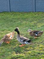 Broedeieren kuifeend of als koppel, Meerdere dieren, Kip