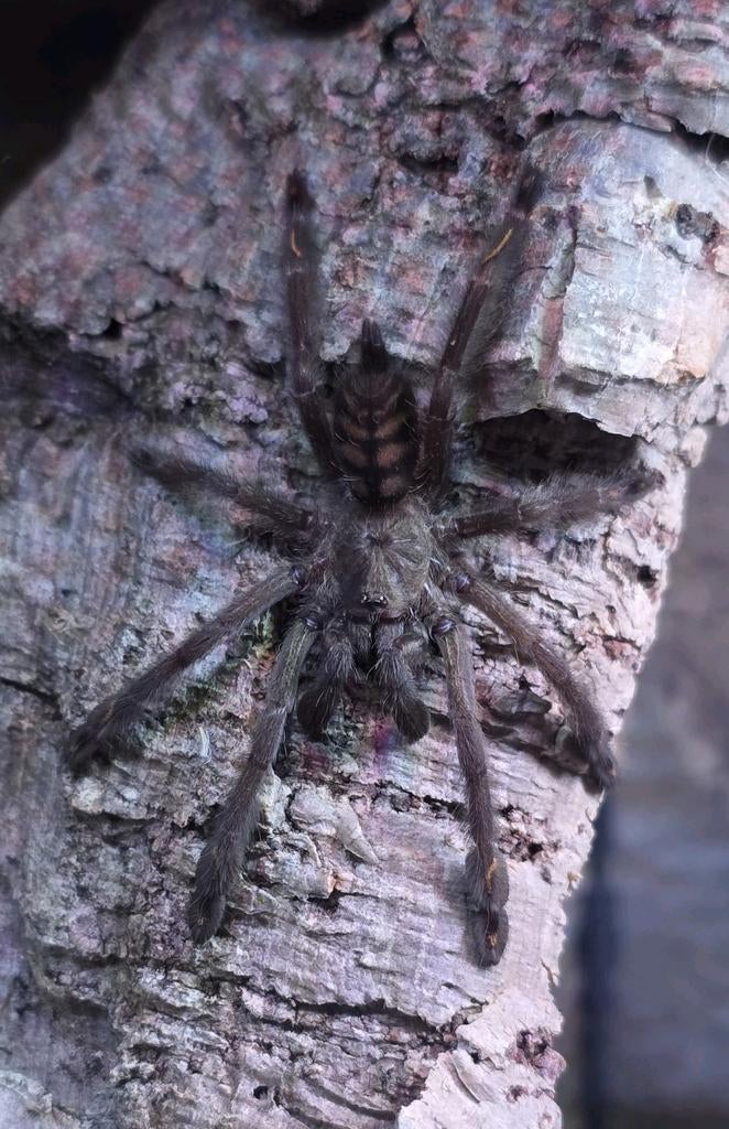Psalmopoeus irminia - boomvogelspin, Dieren en Toebehoren, Overige soorten, Met terrarium, 0 tot 2 jaar