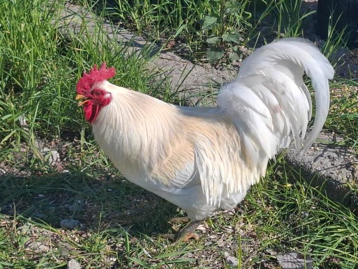 Kippenopvang zoekt goede plek voor deze prachtige haan!, Dieren en Toebehoren, Pluimvee, Kip, Mannelijk