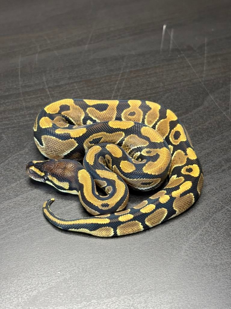 1.0 classic 100% th voi axanthic dg clown cb26, Dieren en Toebehoren, Reptielen en Amfibieën, Slang, Tam, 0 tot 2 jaar