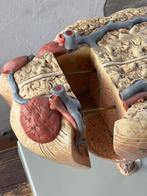 Oud groot anatomisch model Somso, koe. Zeer zeldzaam, Ophalen