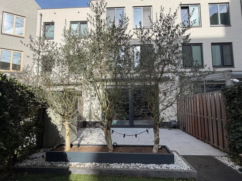 Bestrating, 3 olijfbomen, plantenbak antraciet 300x60, gras, Ophalen, Gebruikt, Keramiek, 10 m² of meer