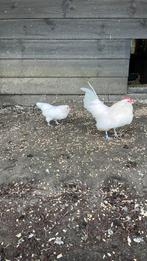 Koppel Antwerpse baardkrielen, Dieren en Toebehoren, Meerdere dieren, Kip