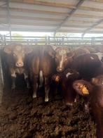 14  stierbare dikbil vaarzen  2 jaar, Meerdere dieren, 0 tot 2 jaar