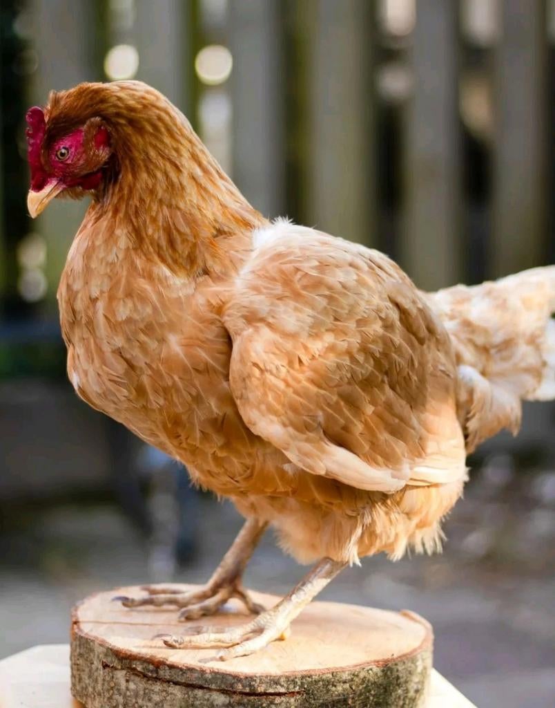 Opgezette legkip, Ophalen of Verzenden, Nieuw, Vogel, Opgezet dier