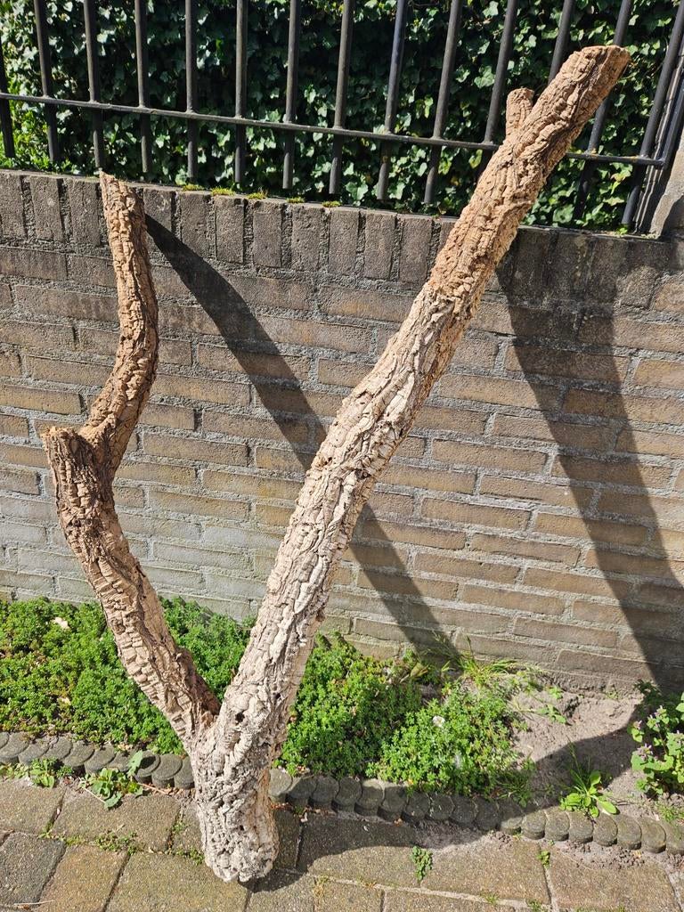 Grote kurk boomstam, Ophalen