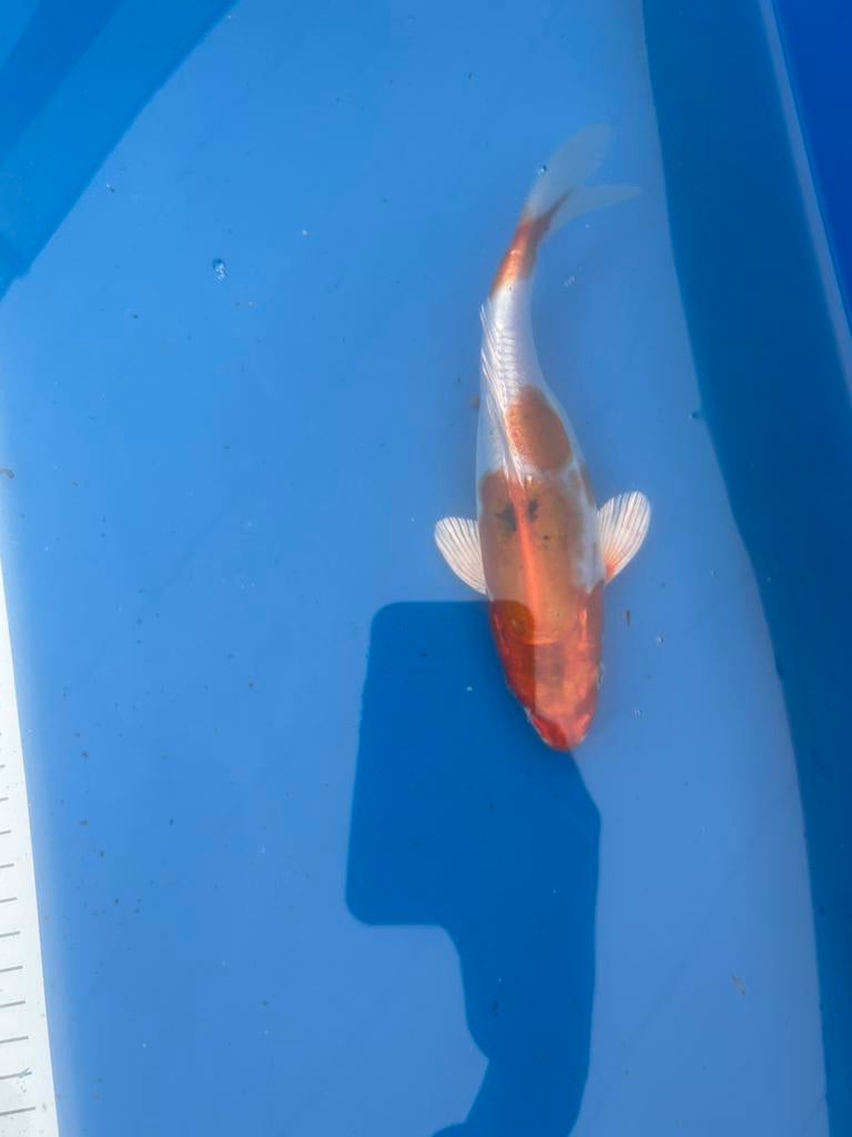 Doitsu beni kikokuryu 19cm, Karper of Koi