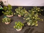 Mooie kunstof plantjes voor in aquarium, Ophalen of Verzenden, Plant(en), Steen of Hout