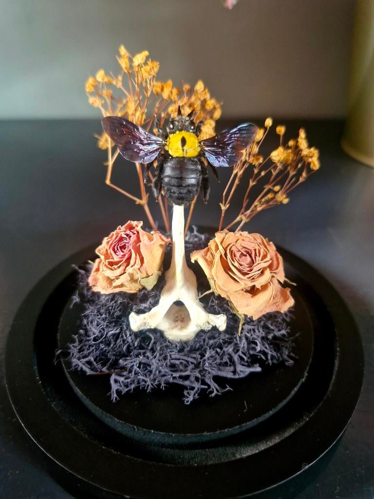 Opgezette insecten,  stolp, taxidermie,  bij, bot, Ophalen of Verzenden, Nieuw, Insect, Opgezet dier