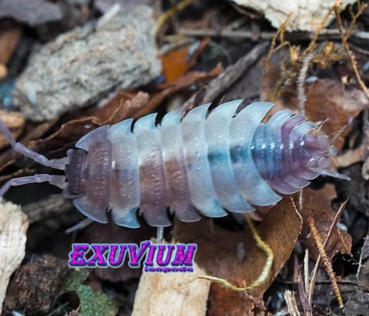 Porcellio scaber Pink Phantom isopods NIEUW MORPH, Dieren en Toebehoren, Insecten en Spinnen, Overige soorten