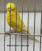 Engelse grasparkieten, Meerdere dieren, Parkiet, Geringd