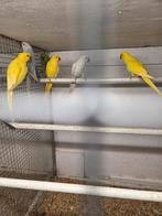 Gekleurde halsbanden 2025, Meerdere dieren, Parkiet