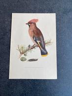 10 prenten zangvogels 16,5x24 cm samen 20 euro oa geelgors, Ophalen of Verzenden, Natuur en Biologie