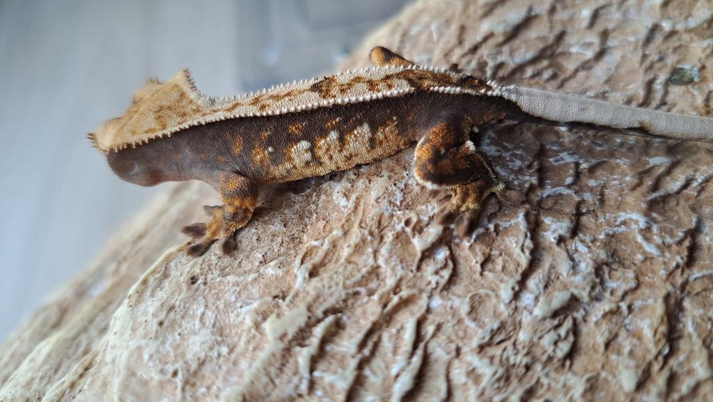 Wimpergekko npv 10 gr, tricolor, Dieren en Toebehoren, Reptielen en Amfibieën, Hagedis, 0 tot 2 jaar