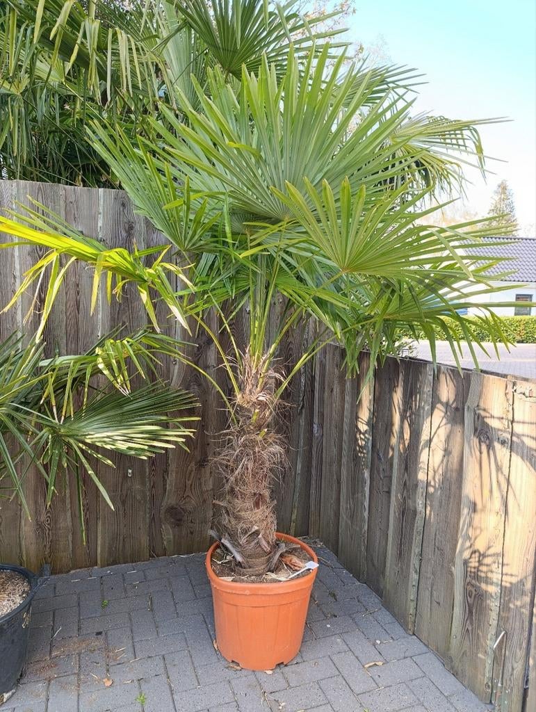 Winterharde Palmbomen te Koop - Diverse Soorten, Volle zon, Vaste plant, Bloeit niet, Ophalen