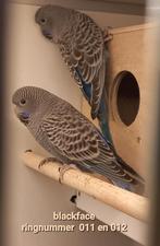 2 blauwe  blackface per stuk €60, Geslacht onbekend, Parkiet, Geringd